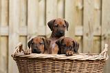 RODESIAN RIDGEBACK 215